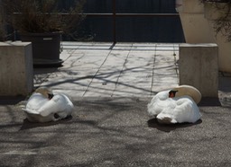 A Pair Of Swans