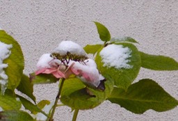 First Snow 201201