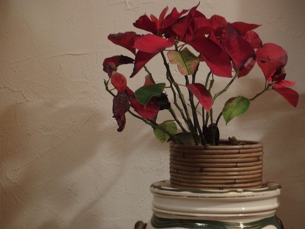 Nature Morte II