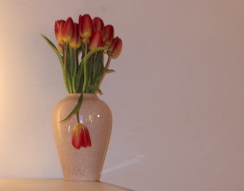 Tulips 1